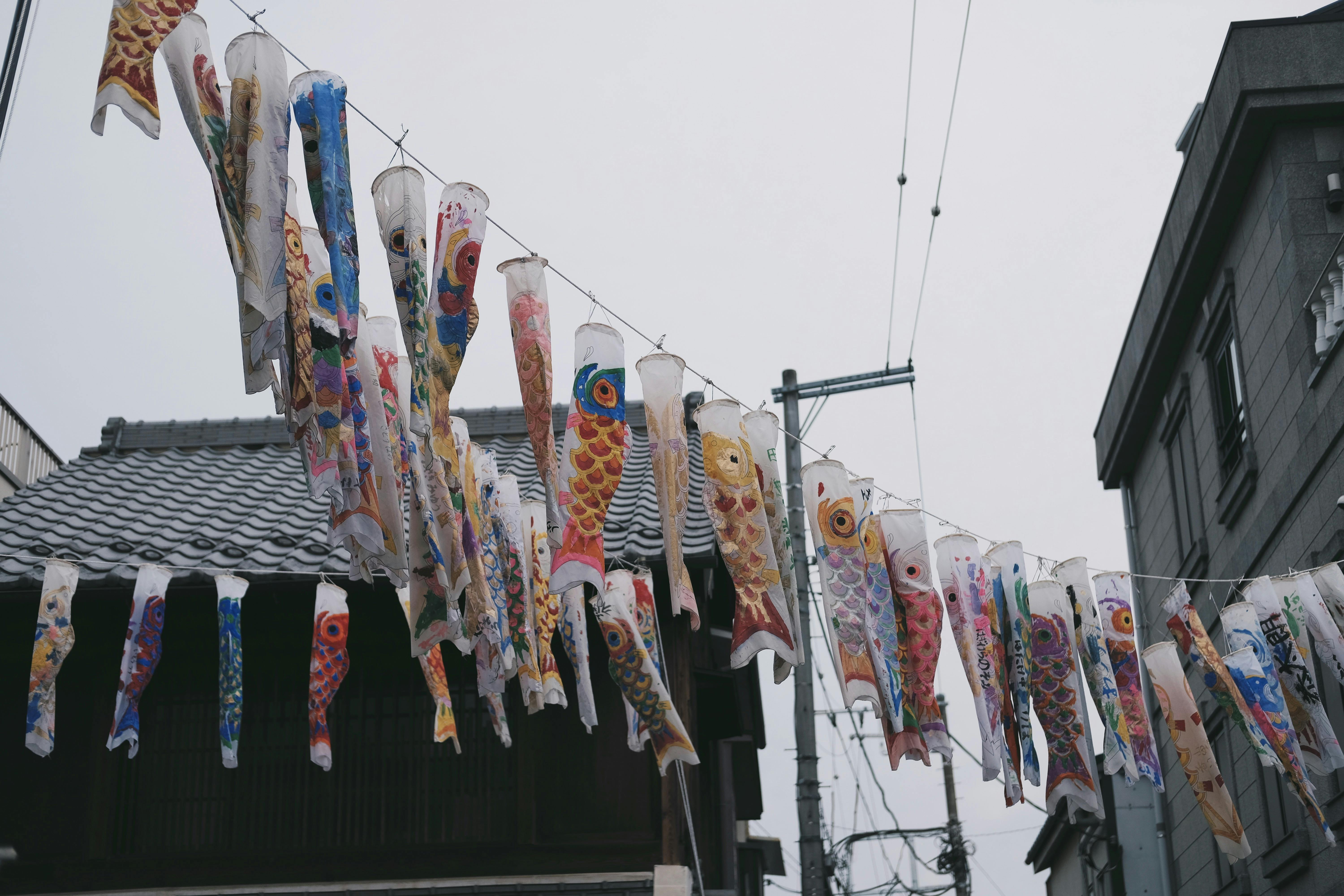 Traditional koinobori streamers flying for Japanese Children's Day festival.