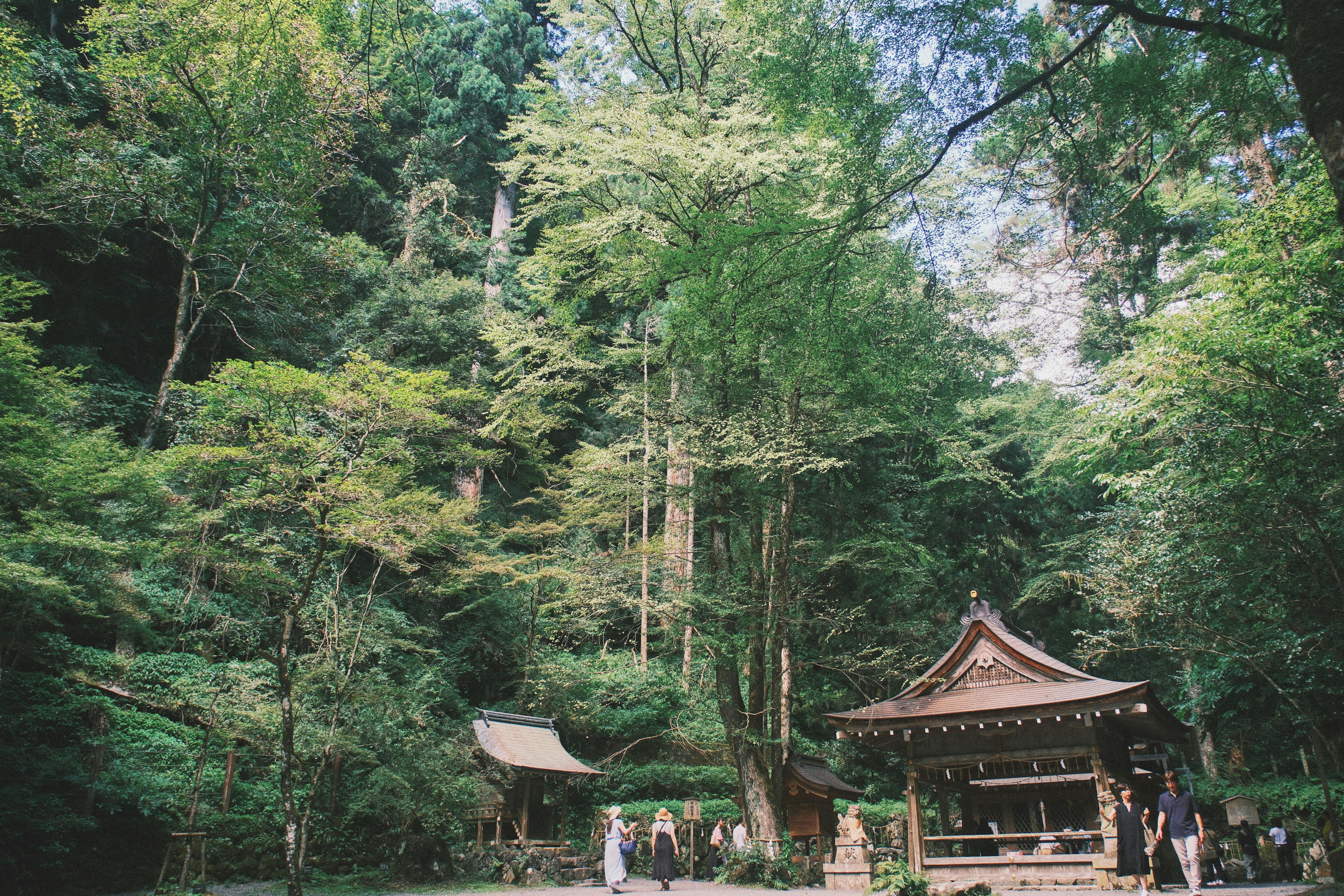 Peaceful shrine in lush green forest, with people appreciating its serenity.