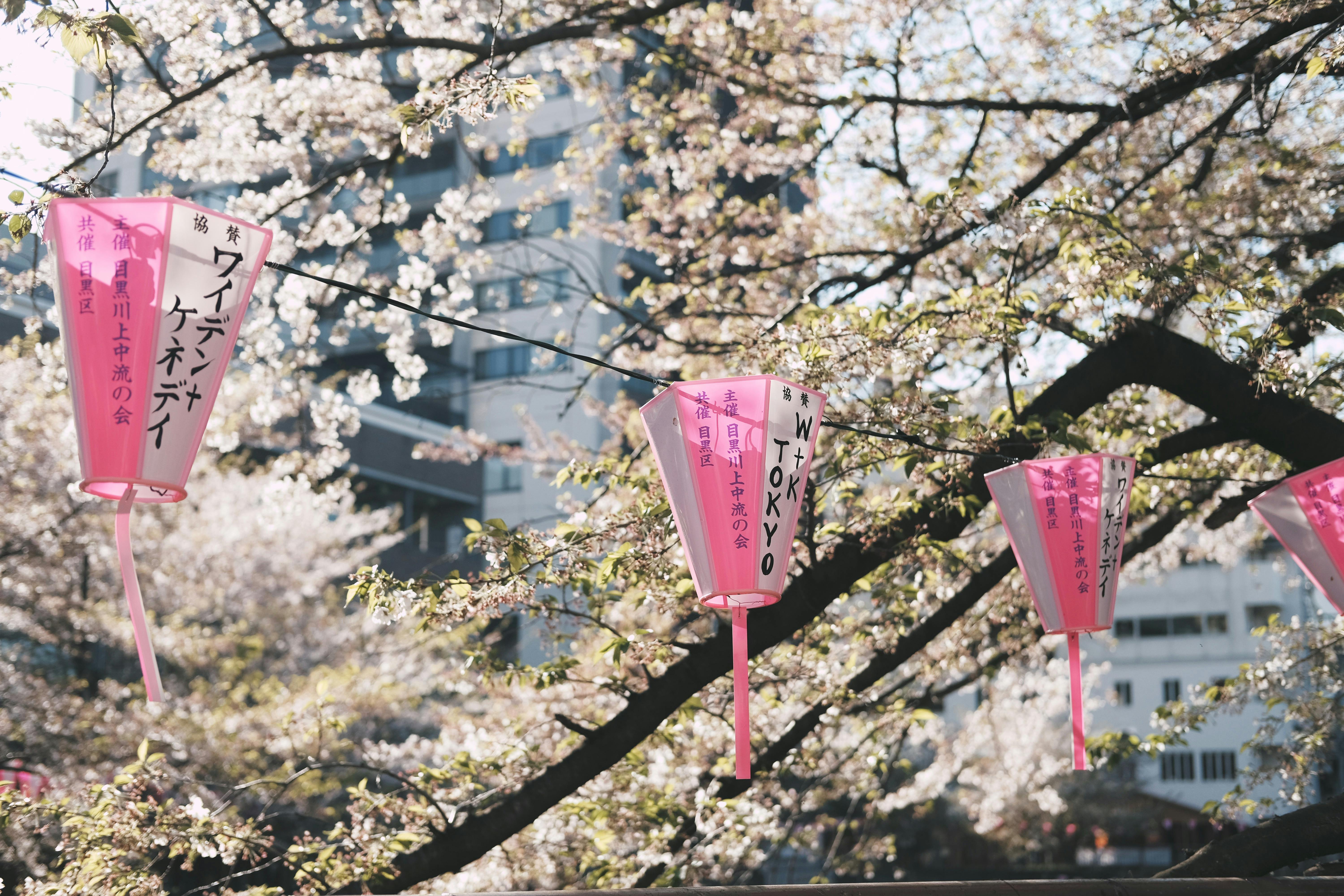 Pink lanterns against cherry blossoms in a Tokyo park during spring.