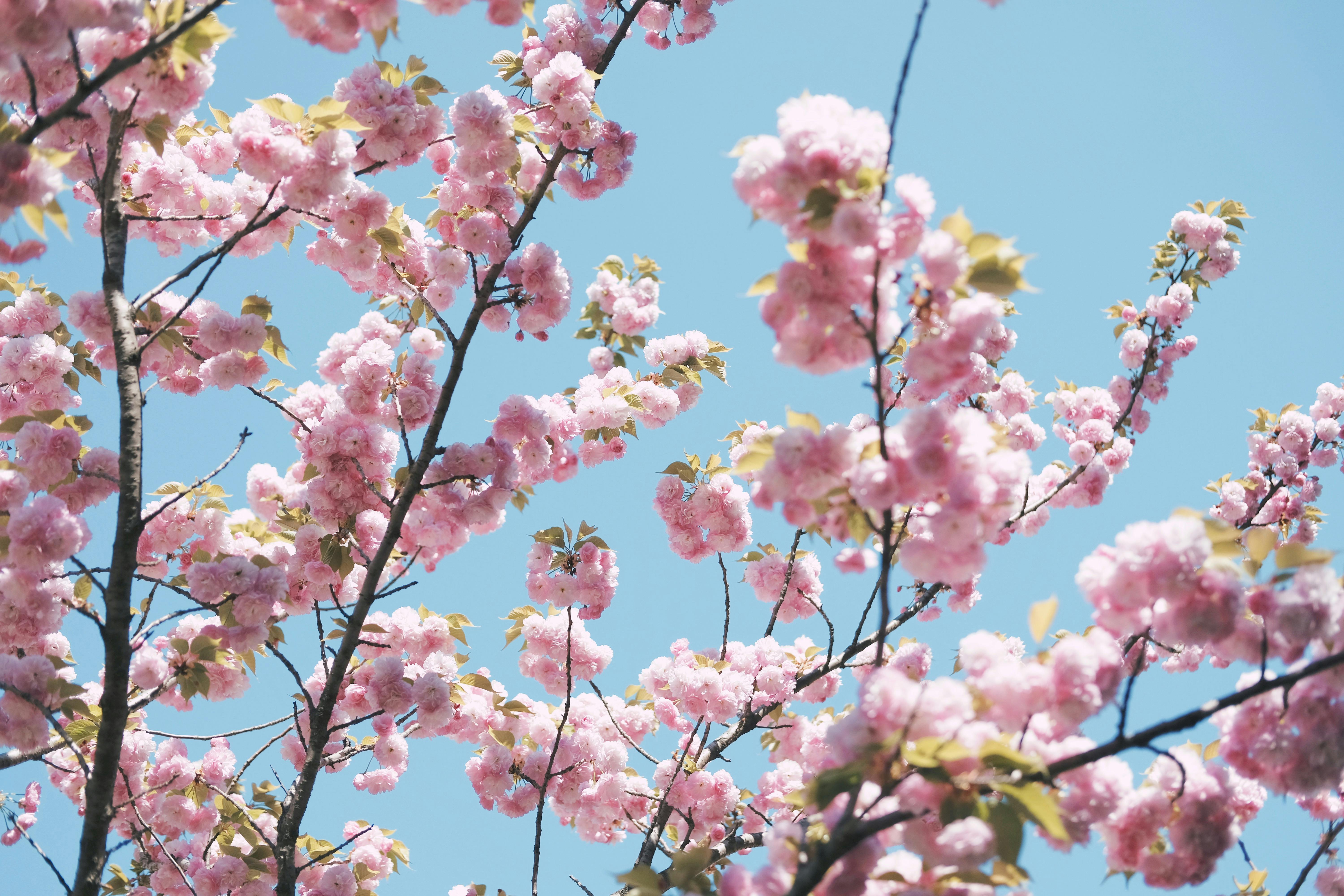 Beautiful cherry blossoms with pink petals in full bloom against a clear blue sky in Tokyo.