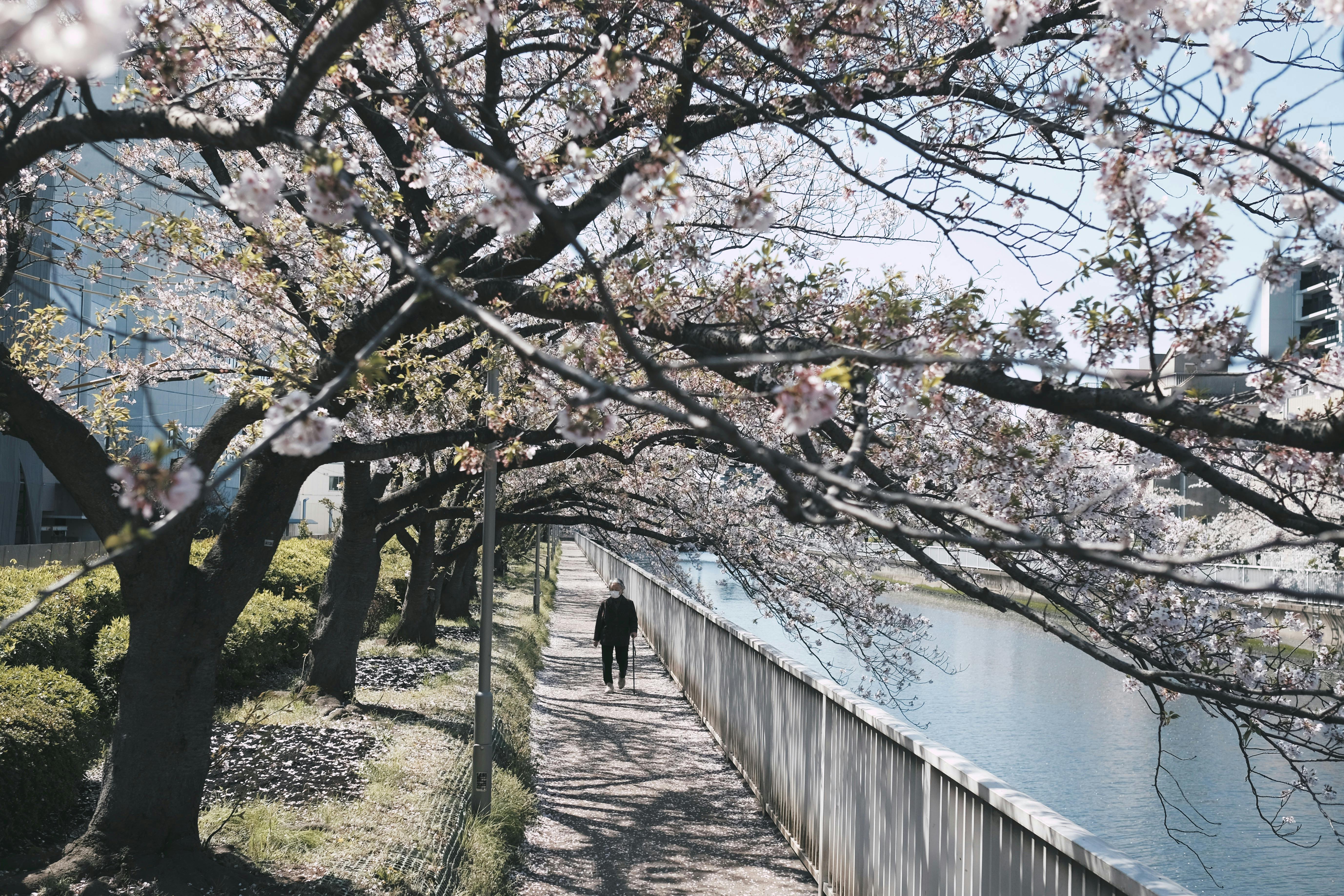 A scenic walkway with cherry blossoms in full bloom by a river in Tokyo, Japan.