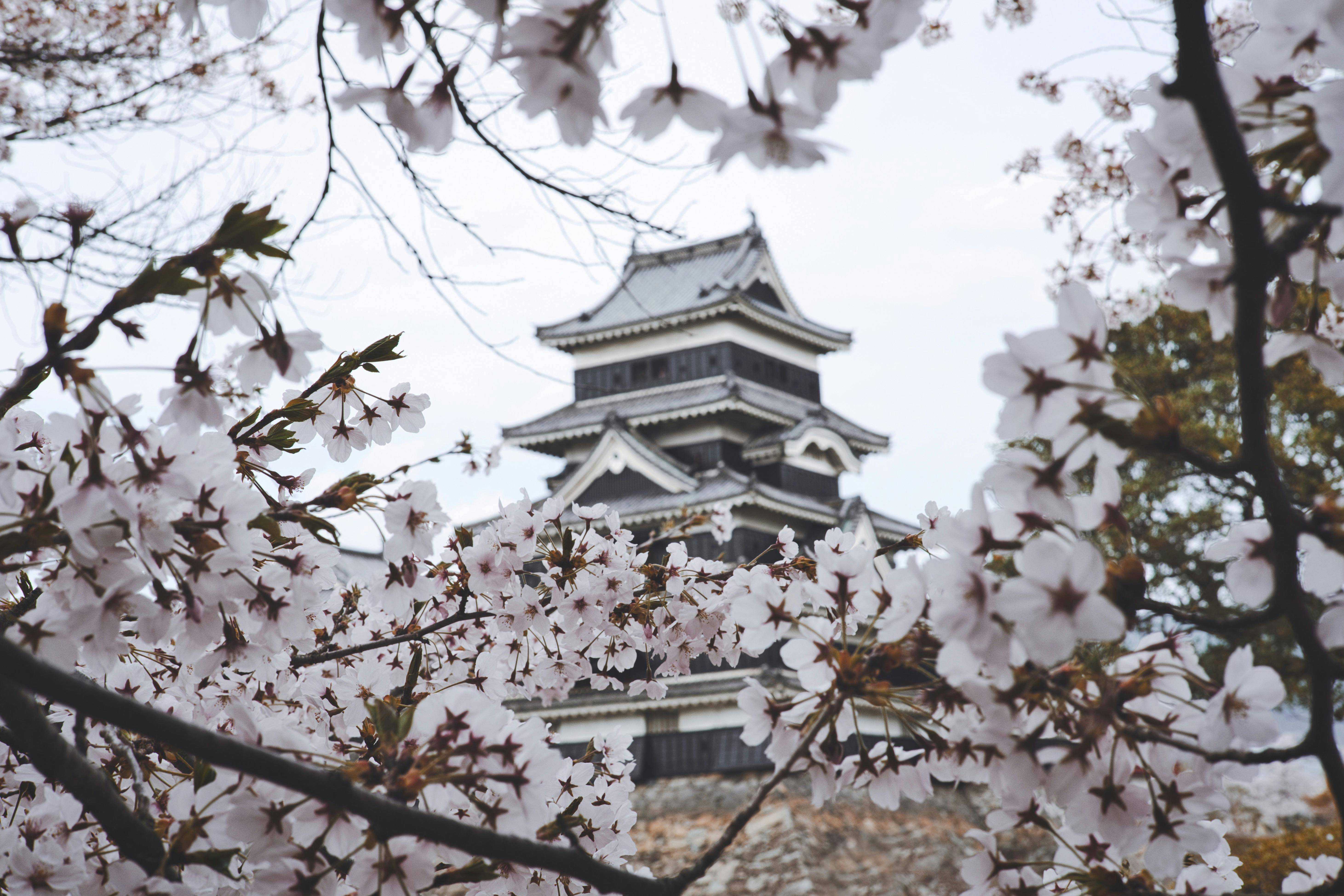 Cherry blossoms frame the historic Matsumoto Castle in Nagano, Japan during spring bloom.