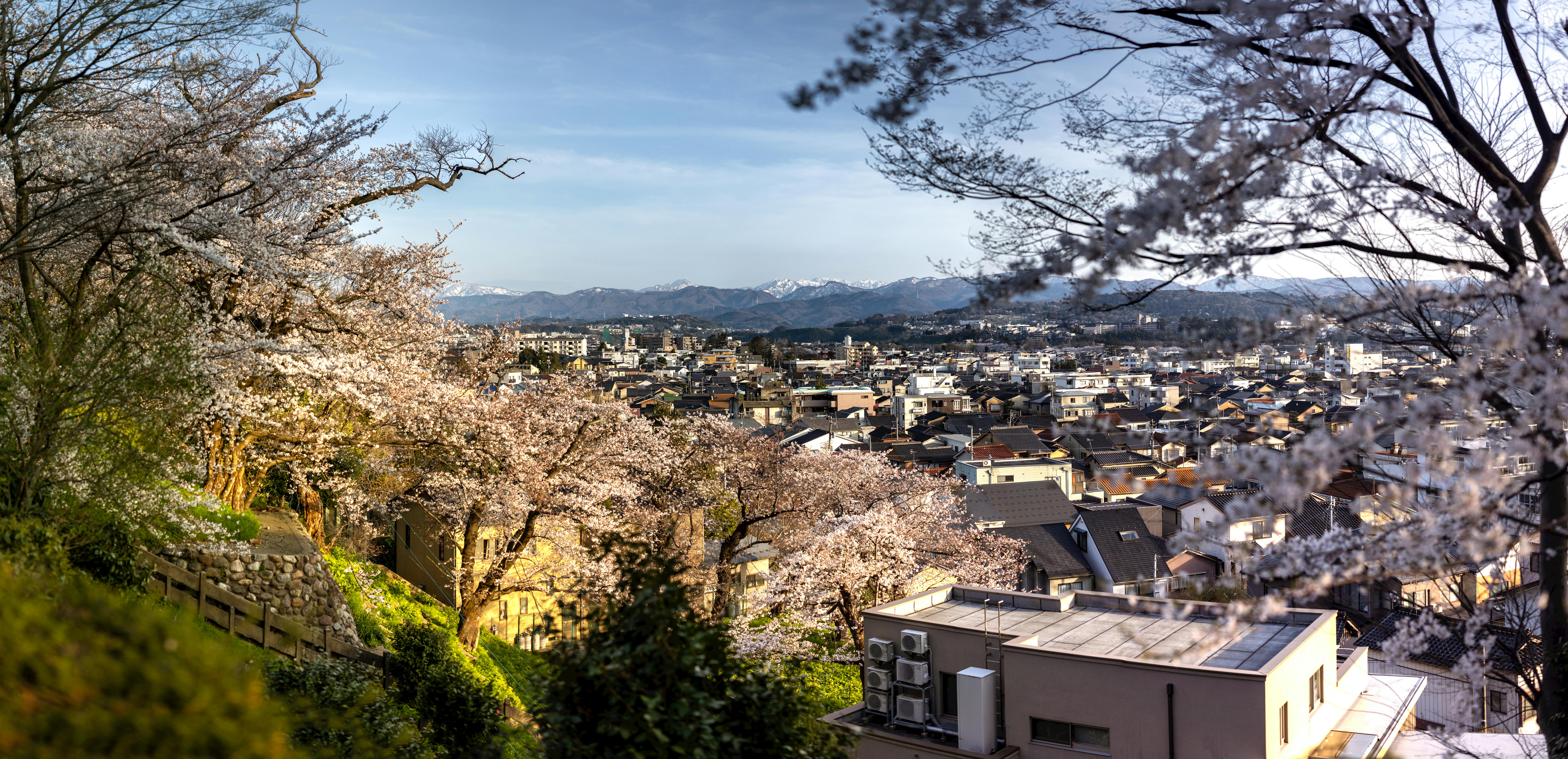 Scenic view of Kanazawa city with cherry blossoms in full bloom during springtime.