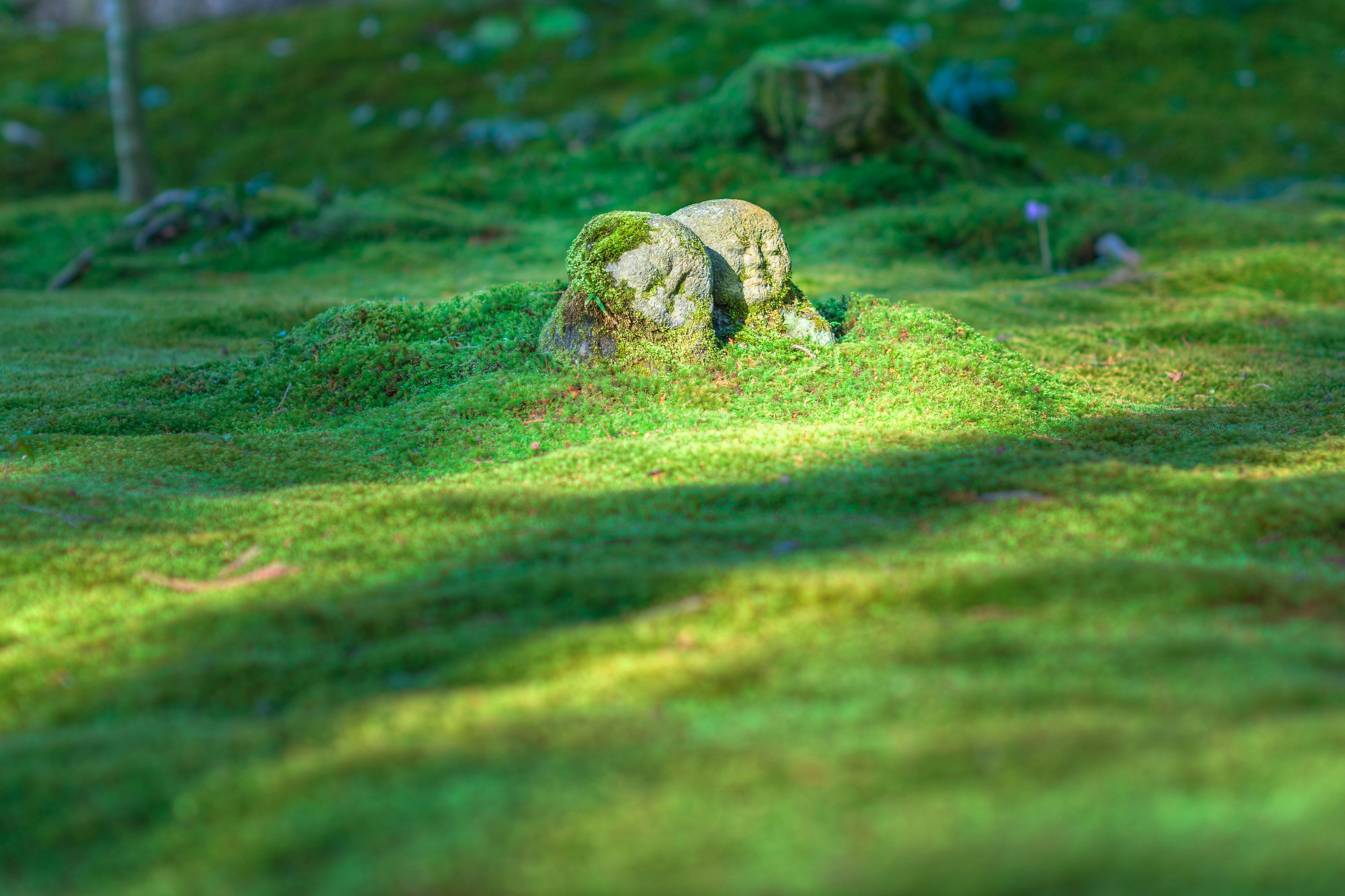 Serene stone Jizo statue amid lush green moss in a tranquil Japanese garden scene.